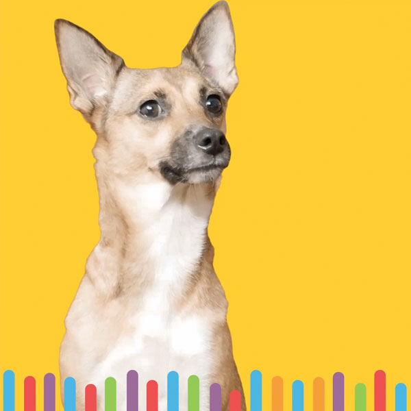 Embark